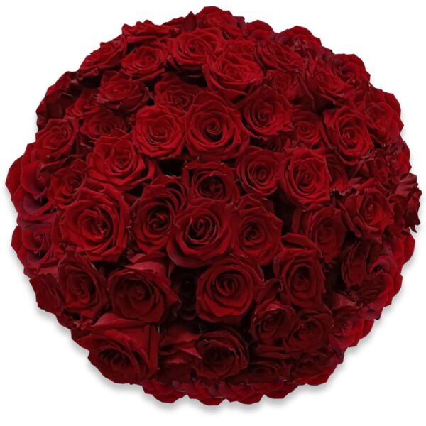 100 Rose Rosse