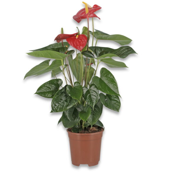 Anthurium - immagine 4