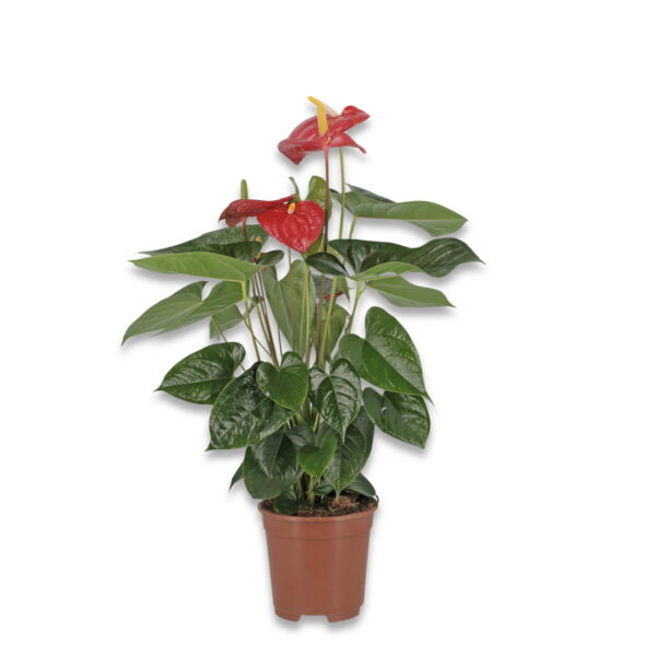 Anthurium - immagine 3