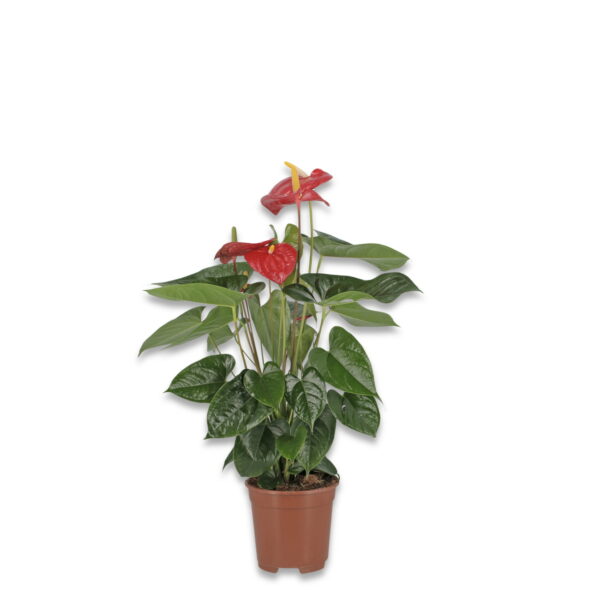 Anthurium - immagine 2