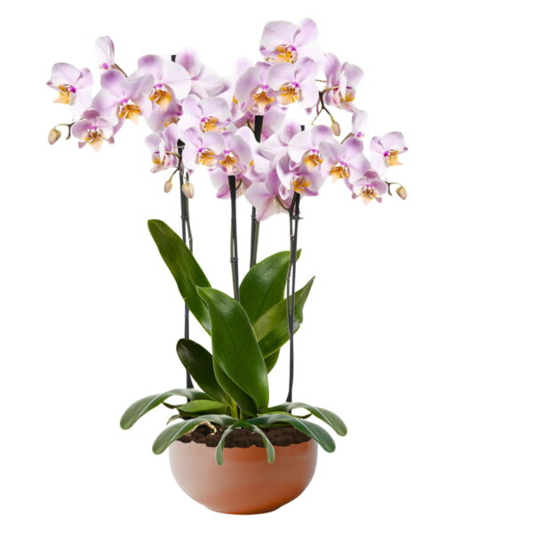 Orchidee Rosa - immagine 4