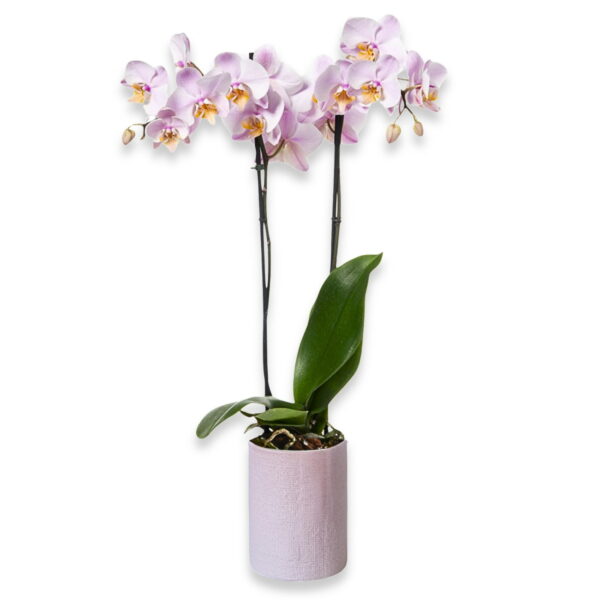 Orchidee Rosa