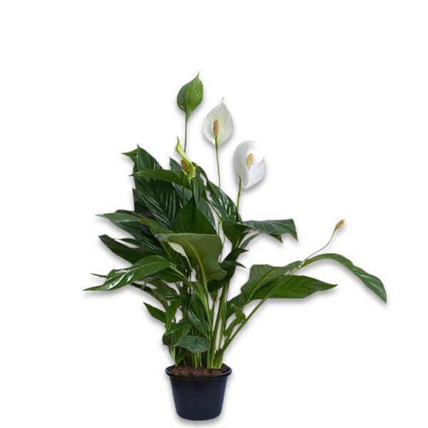 Spathiphyllum - immagine 2