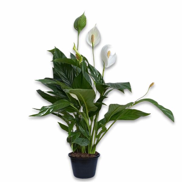 Spathiphyllum - immagine 3